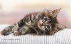 Maine Coon Kitten / 3 von Heidi Bollich 