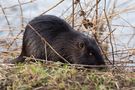 Nutria - Myocastor coypus von michael mandt