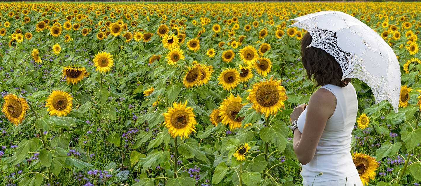 3388sb-89sb Sonnenblumenpanorama Kathrin und Schirm