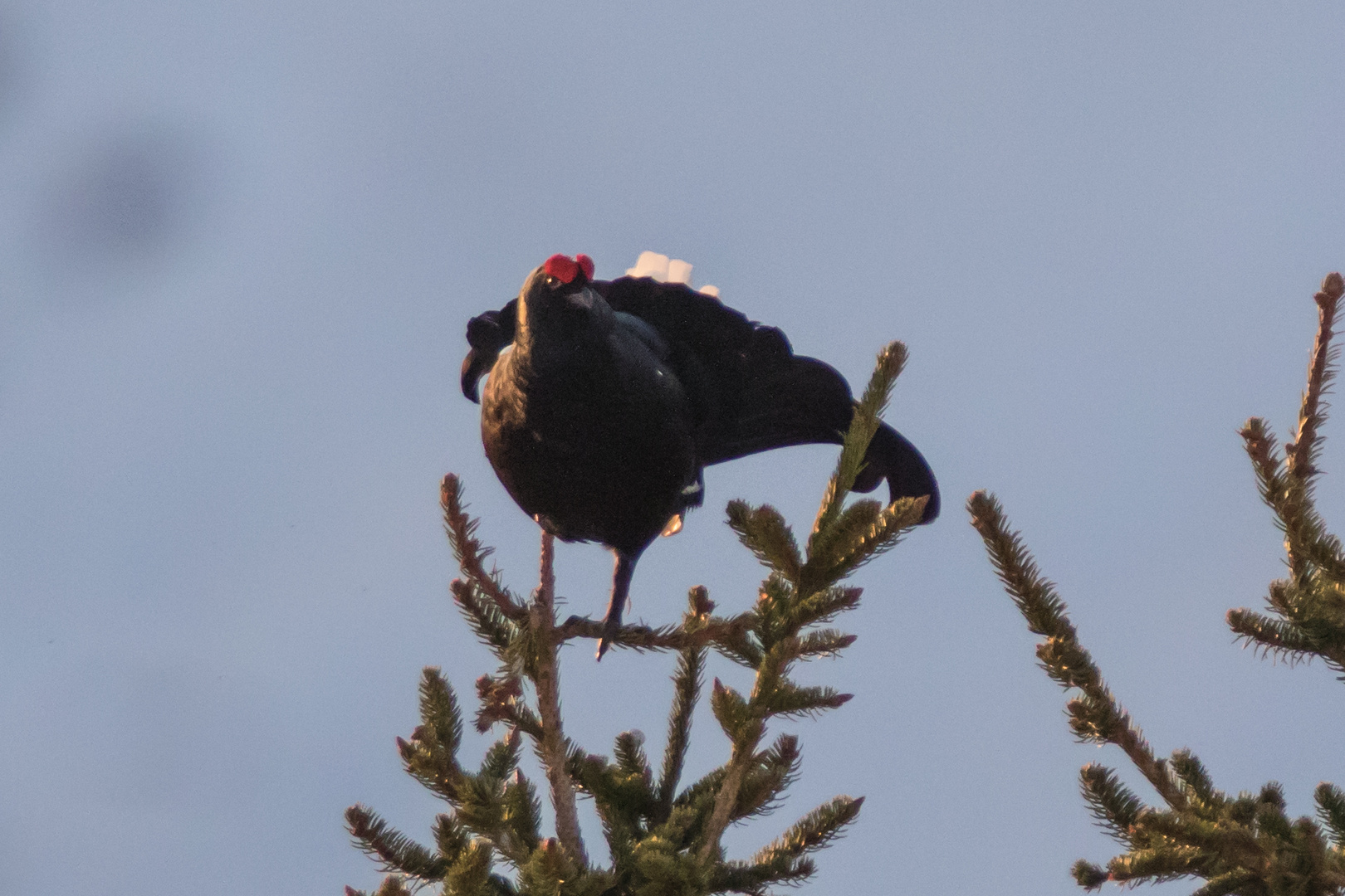 338A9904 Birkhahn auf Fichte