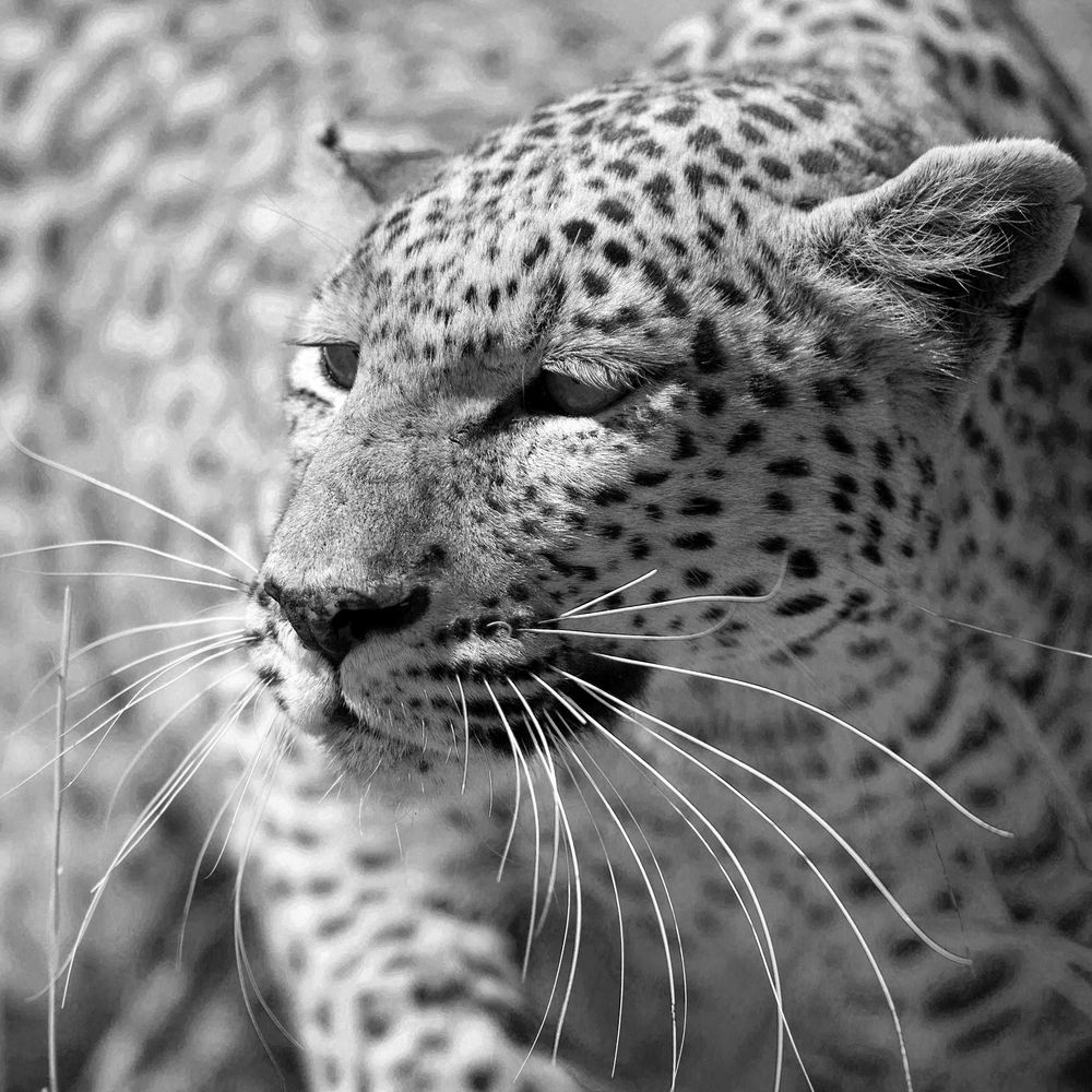 Leopard auf der Jagd by Franz Josef Hering 