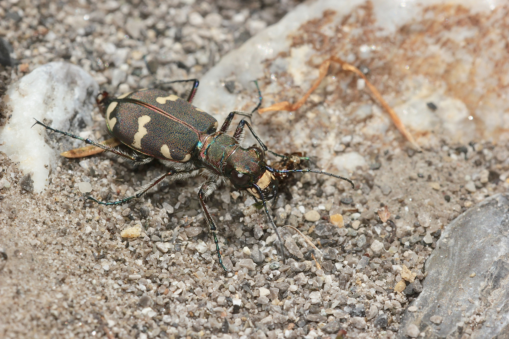 (3/4) Der Kupferbraune oder Dünen-Sandlaufkäfer (Cicindela hybrida)