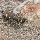 (3/4) Der Kupferbraune oder Dünen-Sandlaufkäfer (Cicindela hybrida)