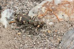 (3/4) Der Kupferbraune oder Dünen-Sandlaufkäfer (Cicindela hybrida)