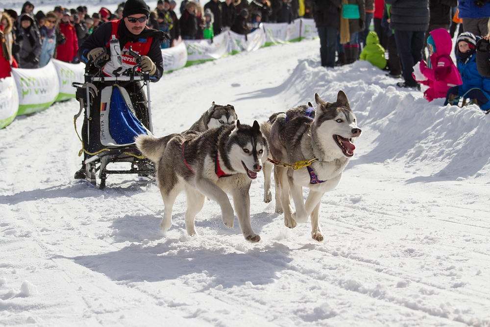 34. internationale Schlittenhunderennen