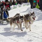 34. internationale Schlittenhunderennen