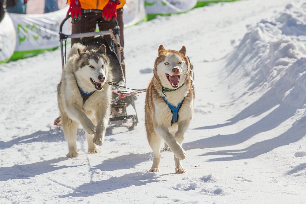 34. internationale Schlittenhunderennen,2