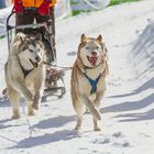 34. internationale Schlittenhunderennen,2