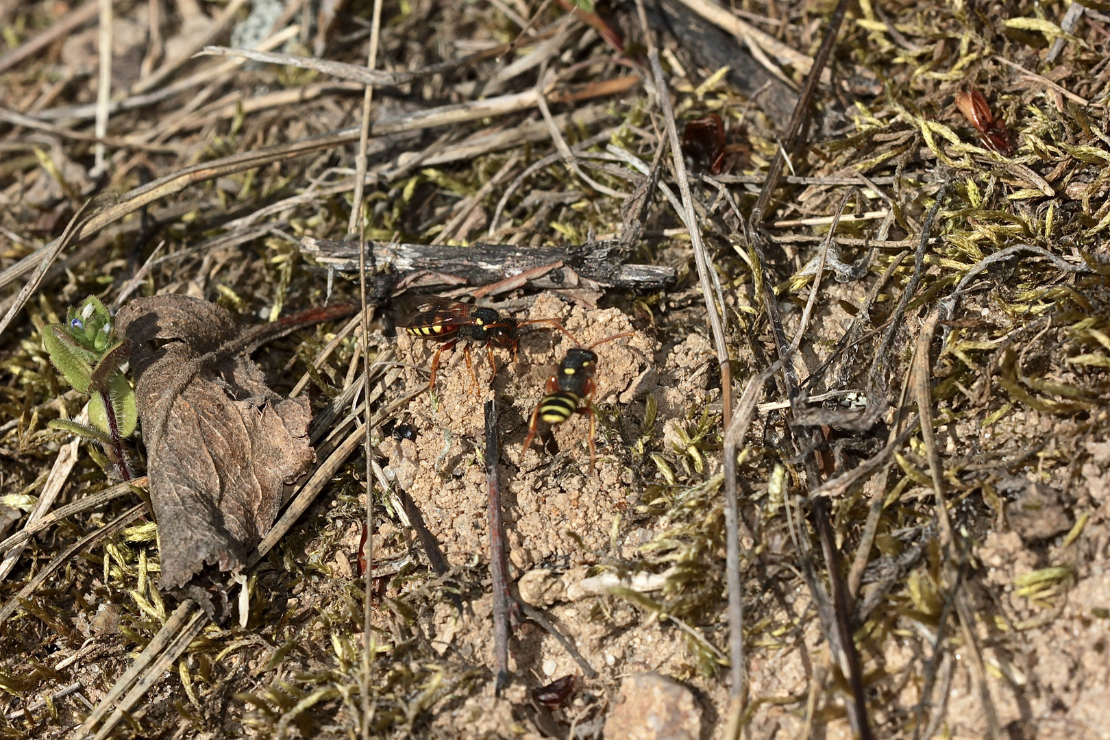 (3/4) Kampf zwischen zwei Weibchen der Wespenbiene Nomada fucata ...