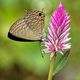 Chinese Butterfly - in einem versteckten Tal in der Guilin Province