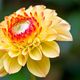 Knockrose Dahlia