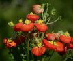 Pantoffelblume als Mittwochsblümchen von Pauline P.