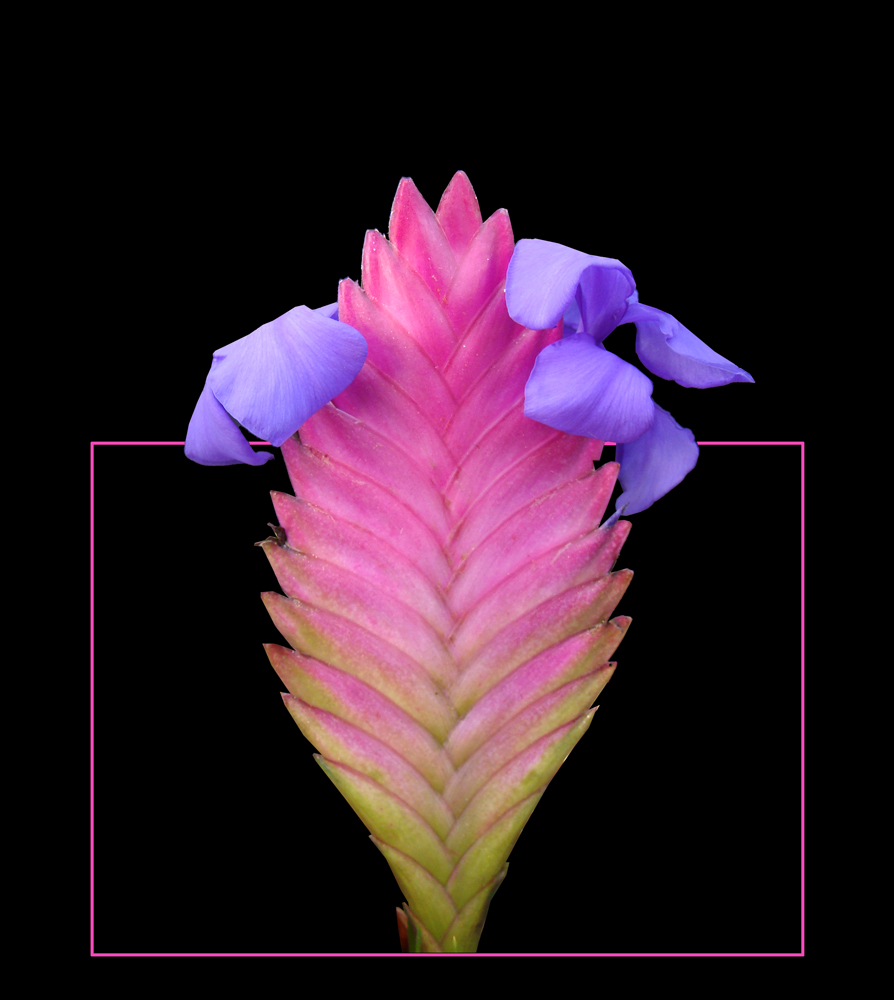 345 TILLANDSIA CYANEA