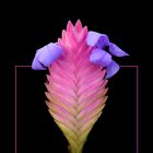 345 TILLANDSIA CYANEA