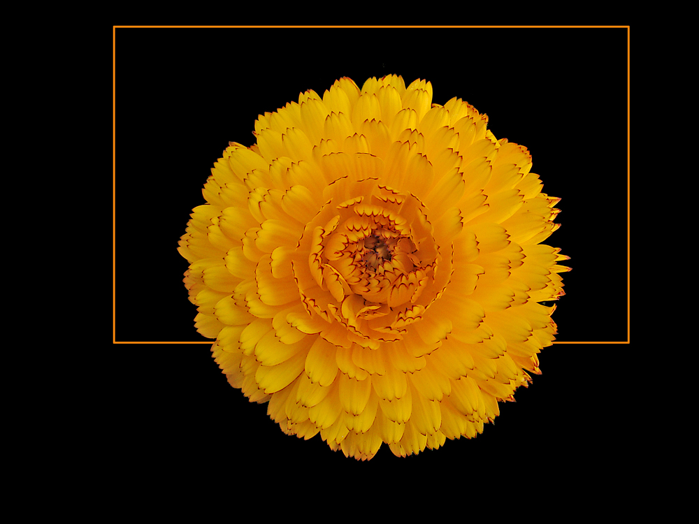 346 CALENDULA