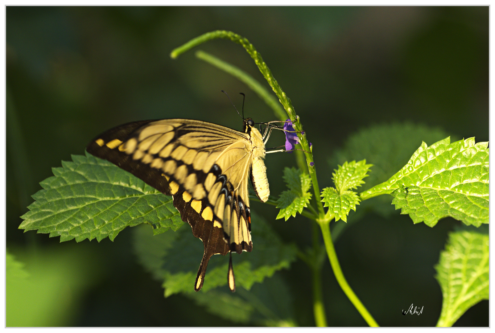 3470  ... Schmetterlinge im Burgess Zoo ...