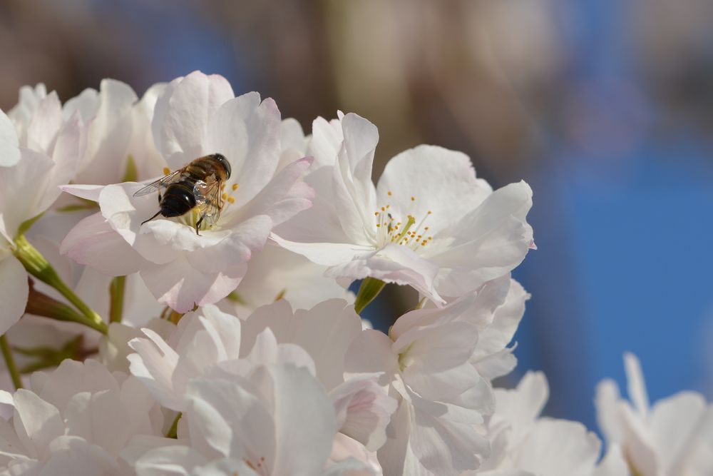 Hummel oder Fliege... ? by Michavw 