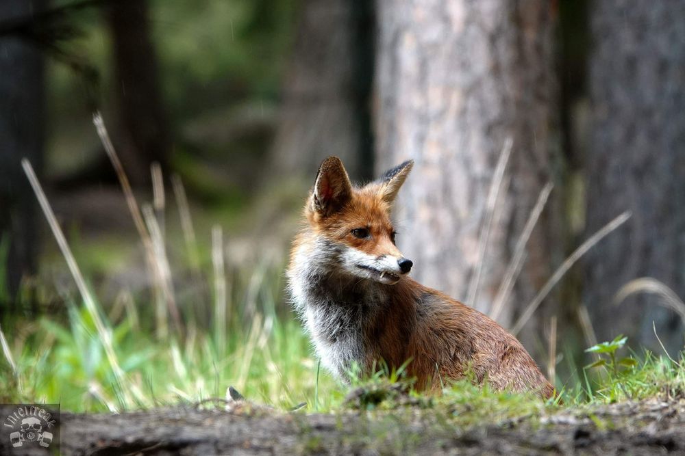 Foto &amp; Bild tiere, wildlife, wald Bild