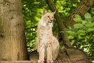 Luchs-Teenager by katerfippy 