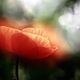 Roter Mohn_3