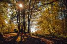 Sous bois de Lanniaux Michel