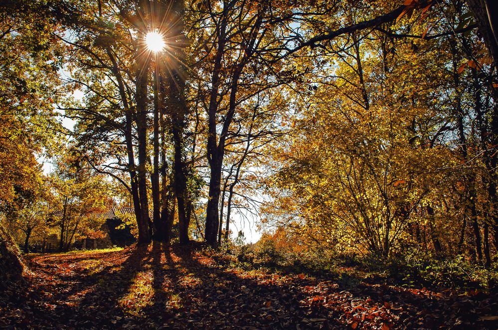 Sous bois de Lanniaux Michel