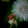 Les Insectes  de Hany HOSSAMELDIN