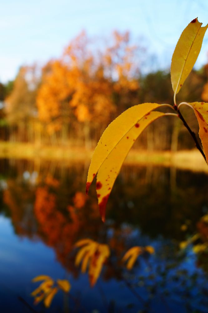 Waldsee von b-e-s