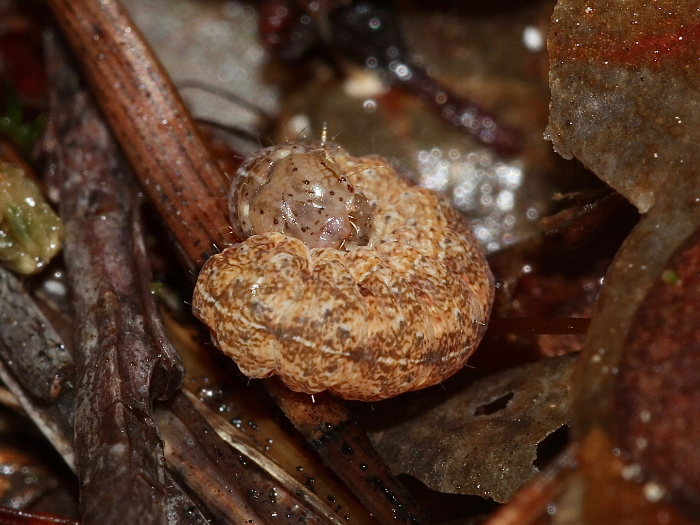 (3/5) (Bestimmungshilfe hilft:) PHLOGOPHORA METICULOSA/ACHATEULE