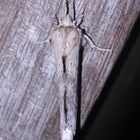 (3/5) Der Palpen(zahn)spinner (Pterostoma palpinum) - ein sehr helles Exemplar!