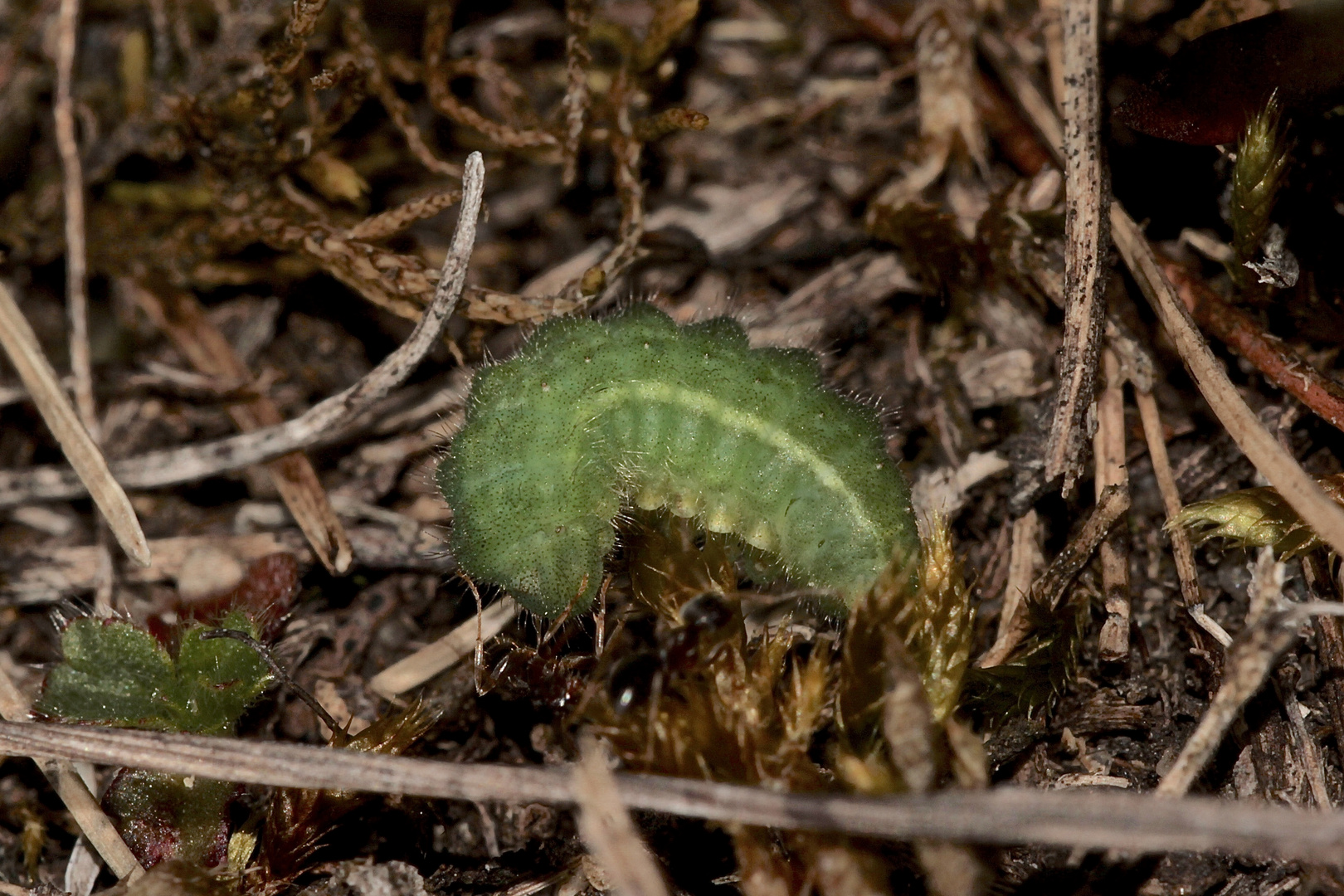 (3/5) Eine Raupe des Gemeinen Bläulings (Polyommatus icarus)!