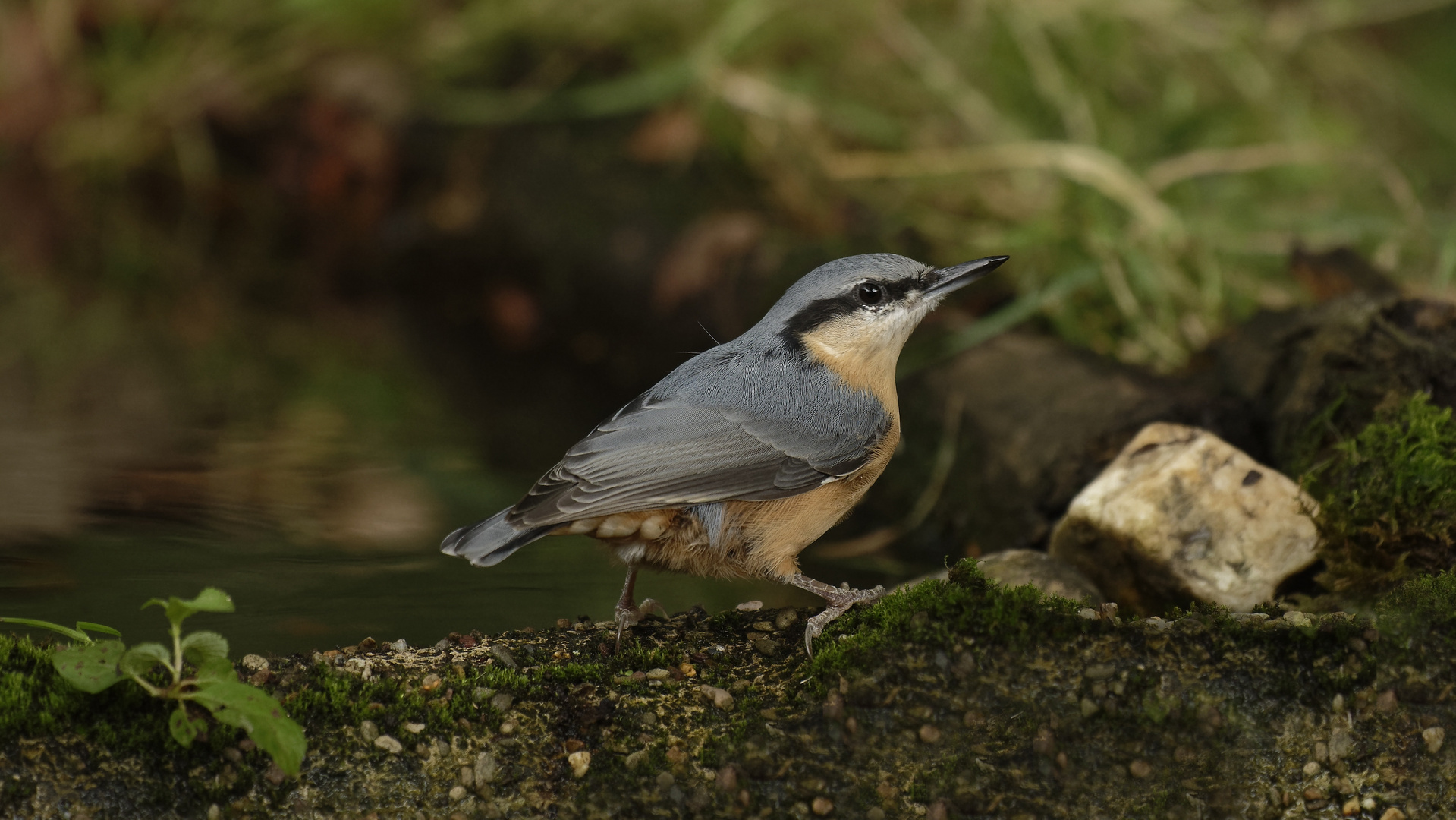 35 Grad _ an der Vogeltränke 