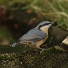 35 Grad _ an der Vogeltränke 