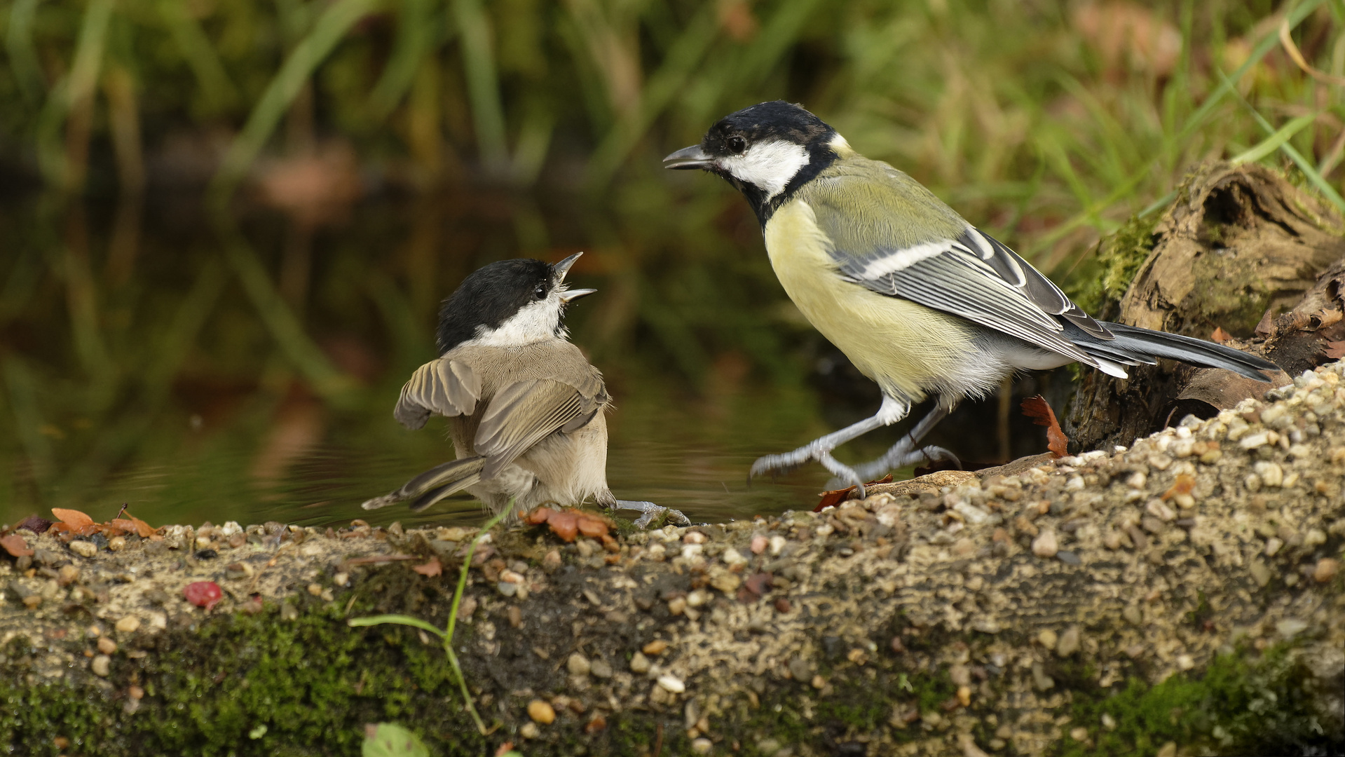 35 Grad _ an der Vogeltränke 