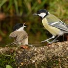 35 Grad _ an der Vogeltränke 