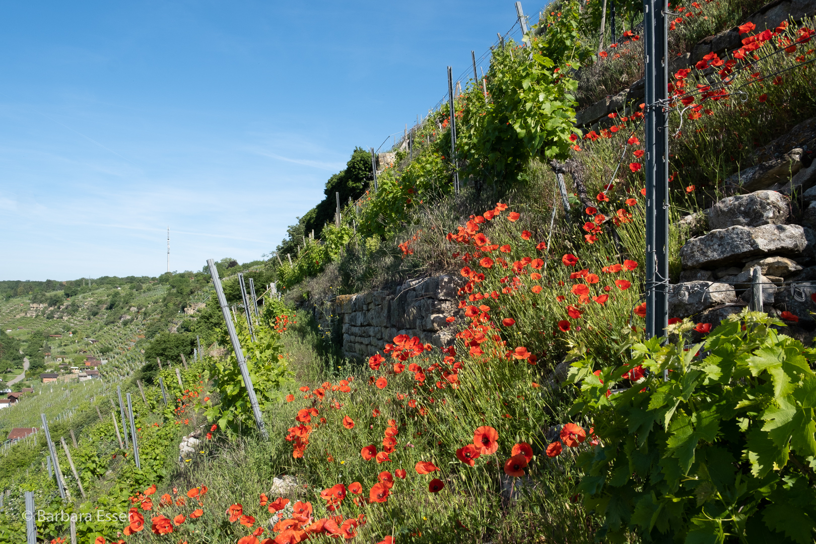 35-Neckarsteillagen am Neckartalradweg bei Benningen