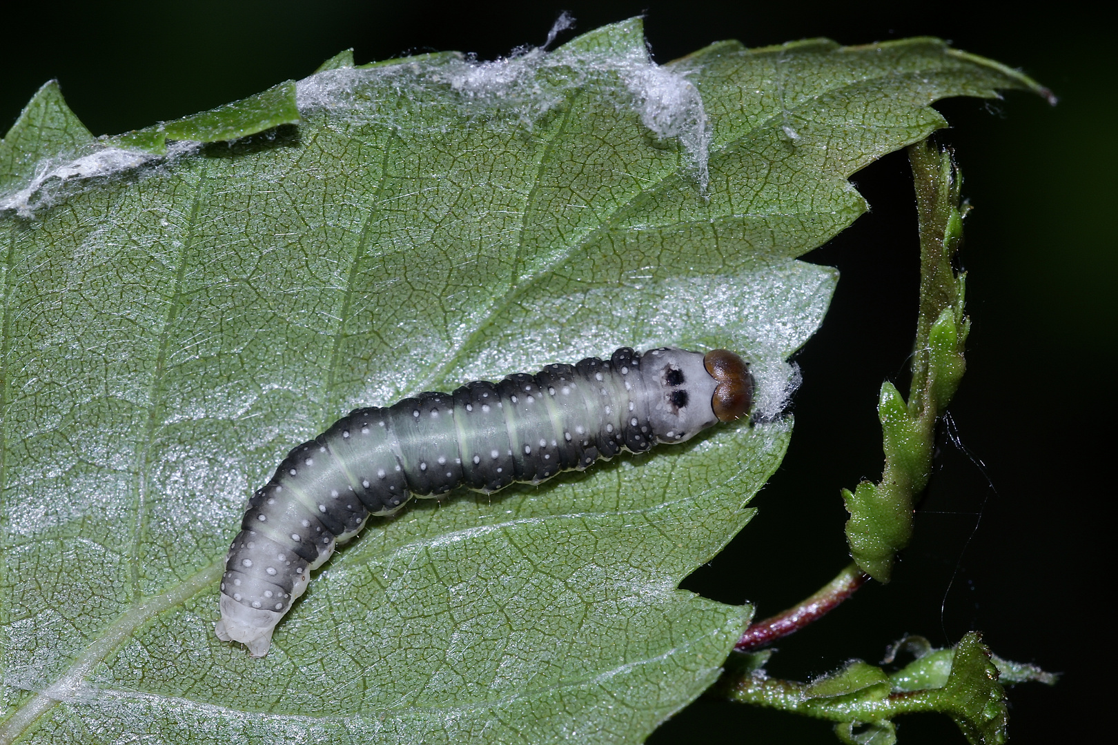 (3/5) Raupen des Gelbhorn-Eulenspinners (Achlya flavicornis) an Birke