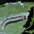 (3/5) Raupen des Gelbhorn-Eulenspinners (Achlya flavicornis) an Birke