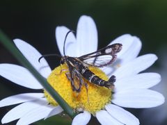 (3/5) Schillernde  Persönlichkeit und ein Doppelmord in der Oberpfalz!