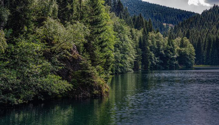 350 Bewaldete Uferzone (bearbeitet)