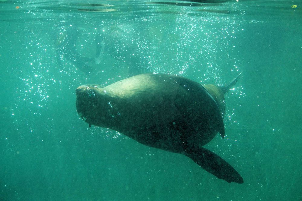 350 kg Leichtigkeit im Wasser