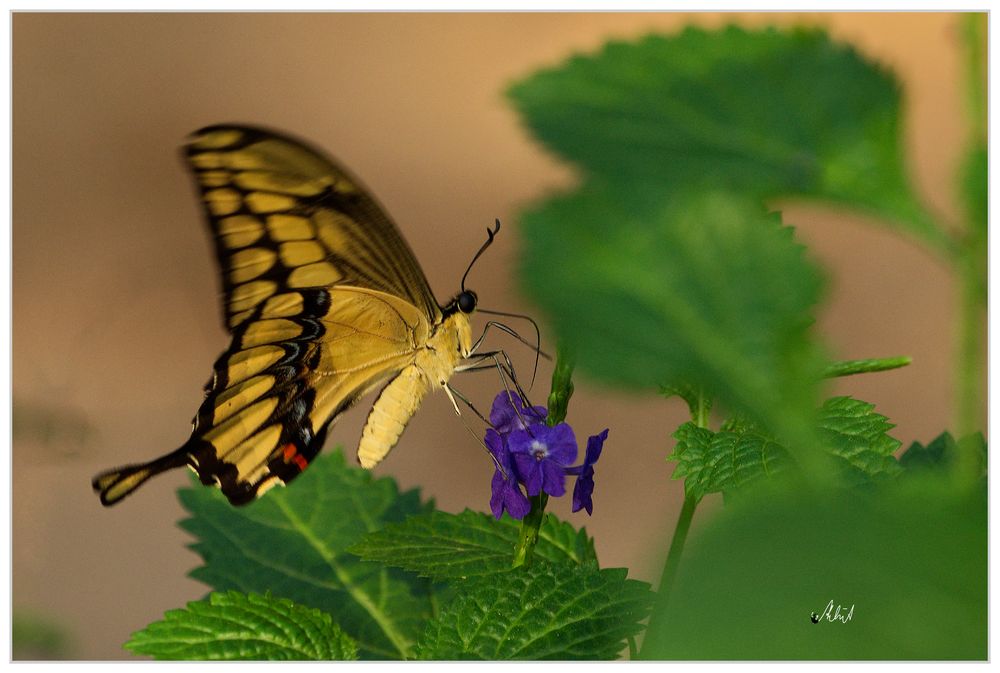 3501  ... Schmetterlinge im Burgess Zoo ...