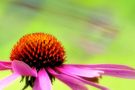 Echinacea