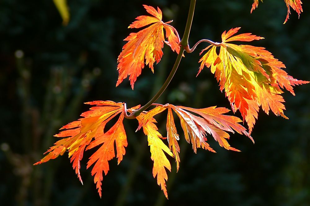 Herbstfarben von JosefSepp Hoffmann