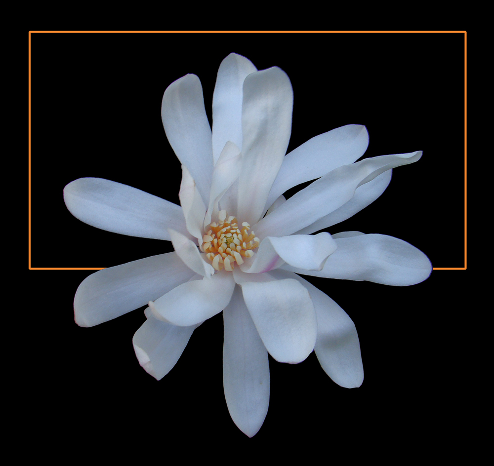 356 MAGNOLIA STELLATA