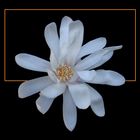 356 MAGNOLIA STELLATA