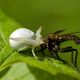 Vernderliche Krabbenspinne (Misumena vatia)