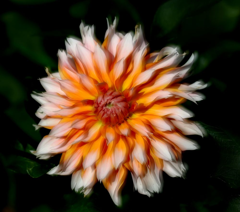 3578....dahlia