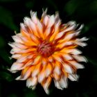 3578....dahlia