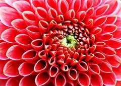 3584....dahlia de mon, coeur